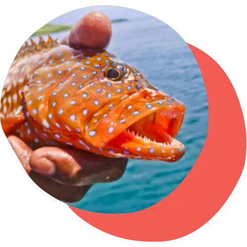 Coral Trout