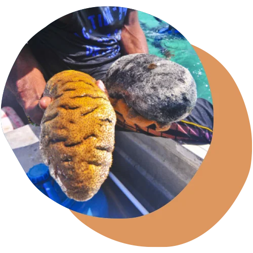 sea cucumber australia
