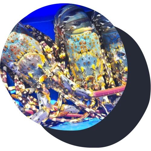 Australian lobster