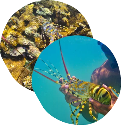 Seafood Tropical Rock Lobster